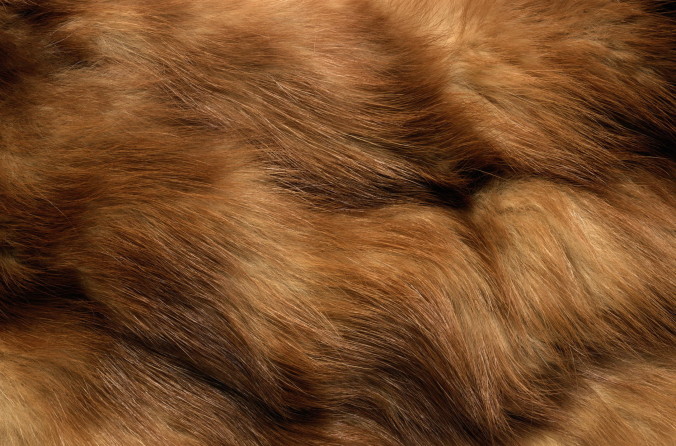 Dark-Brown-Fur