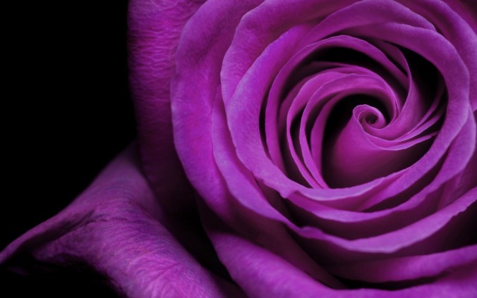 beautiful_purple_rose_desktop_wallpaper